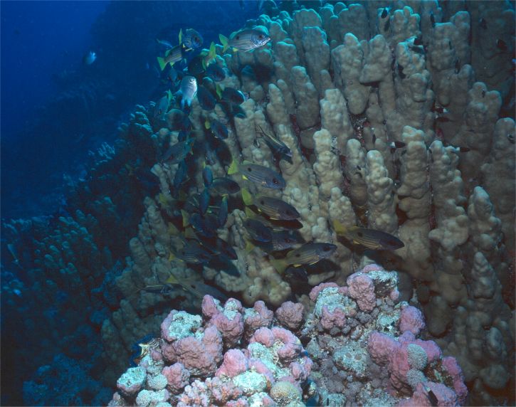 ../Images/107 Korallenlandschaft Ehrenbergsschnapper II.jpg